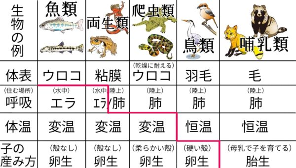 脊椎動物の分類 ふたば塾 中学校無料オンライン学習サイト