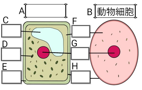 細胞のつくり ふたば塾 中学校無料オンライン学習サイト