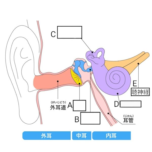 ear5-600x600.jpg