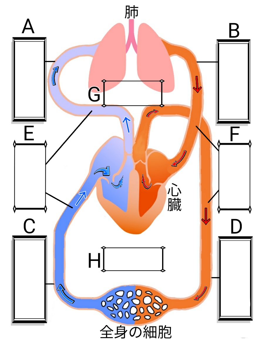 血液の循環 – ふたば塾〜中学無料オンライン学習サイト〜