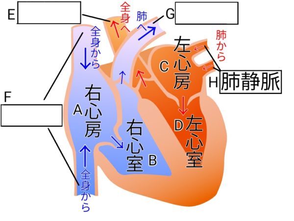 心臓のつくり - ふたば塾〜中学理科無料オンライン学習サイト〜