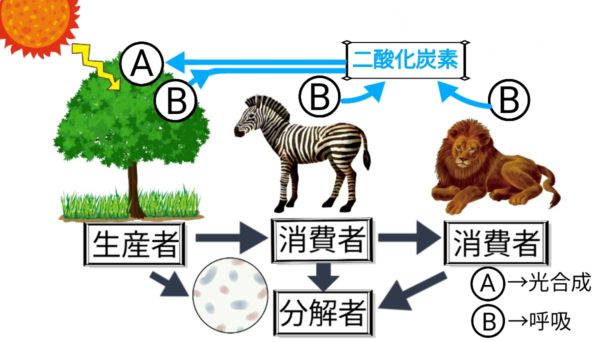 食物連鎖と物質の循環 - ふたば塾〜中学理科無料オンライン学習サイト〜