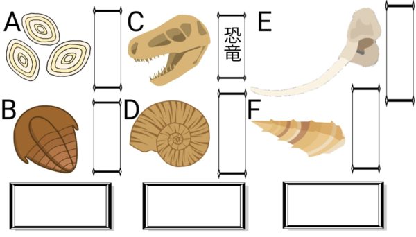 示準化石 ふたば塾 中学校無料オンライン学習サイト