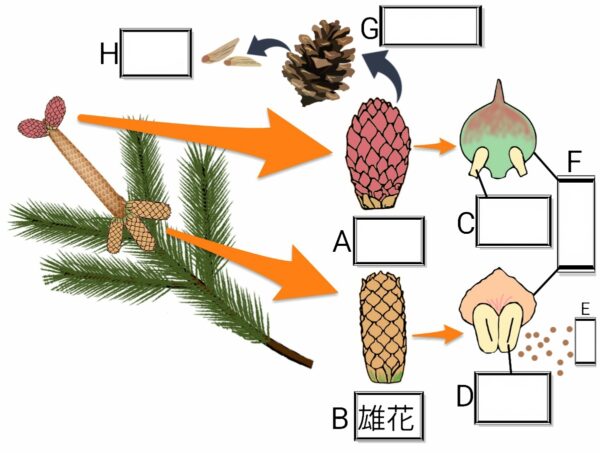 マツのつくり ふたば塾 中学校無料オンライン学習サイト