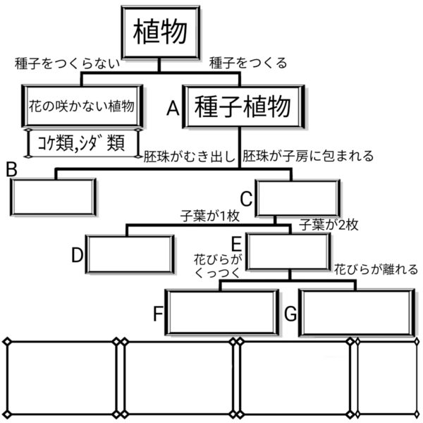 植物の分類 ふたば塾 中学校無料オンライン学習サイト