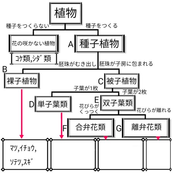 植物の分類 ふたば塾 中学校無料オンライン学習サイト