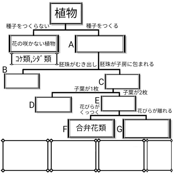 植物の分類 ふたば塾 中学校無料オンライン学習サイト