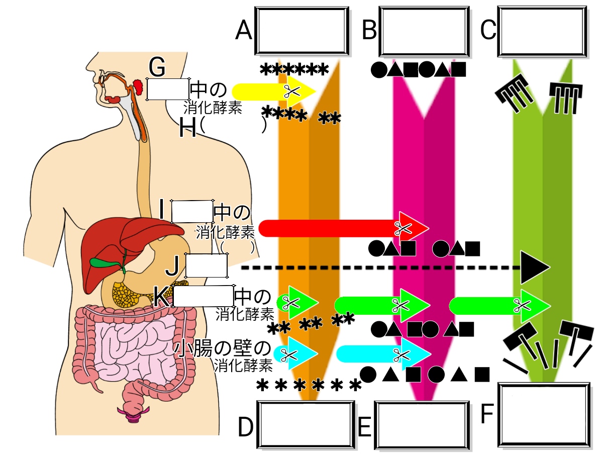 化学的消化とは何ですか?
