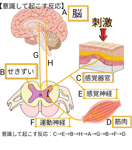 意識して起こす反応と無意識に起こる反応 反射 ふたば塾 中学校無料オンライン学習サイト