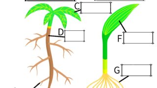 双子葉類と単子葉類 – ふたば塾〜中学無料オンライン学習サイト〜