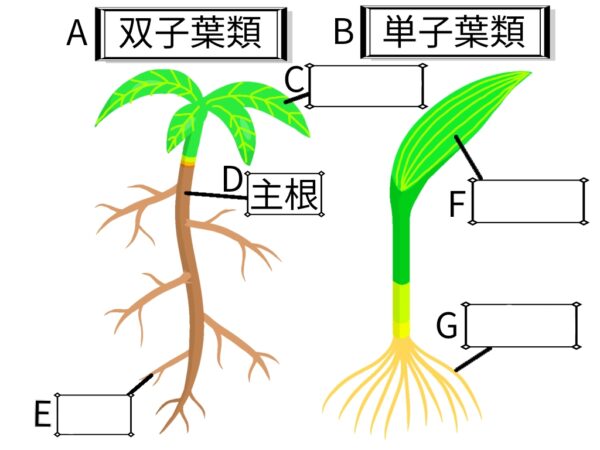 双子葉類と単子葉類 – ふたば塾〜中学無料オンライン学習サイト〜