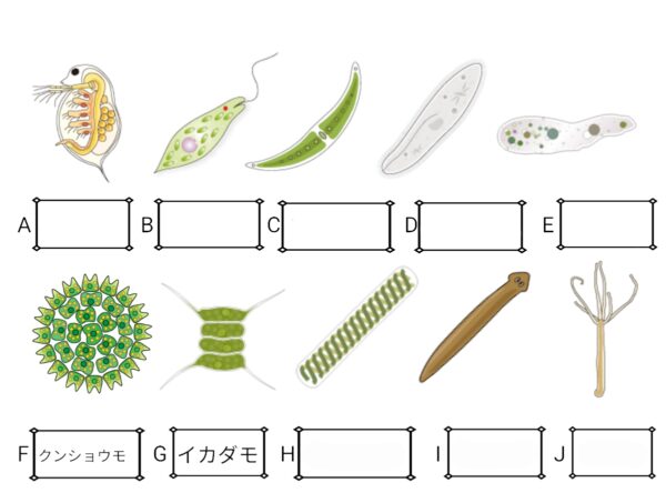 水中の小さな生物 ふたば塾 中学校無料オンライン学習サイト