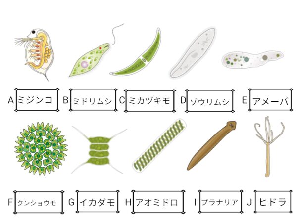 これで完ぺき 理科の総まとめ 植物と動物の分類 ふたば塾 中学校無料オンライン学習サイト