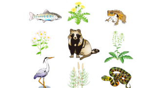 1-1植物と動物の分類